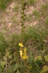 Agrimonia eupatoria