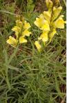 Linaria vulgaris