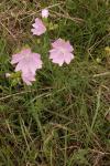 Malva moschata