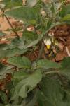 Solanum nigrum