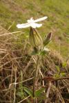 Silene latifolia