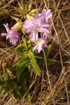 Saponaria officinalis