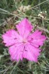 Dianthus carthusianorum