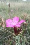Dianthus carthusianorum