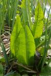 Rumex hydrolapathum