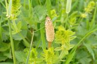 Equisetum arvense