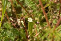 Spergula arvensis