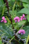Lathyrus sylvestris