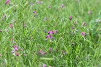 Lathyrus sylvestris