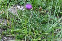 Cirsium acaulon