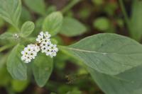 Heliotropium europaeum
