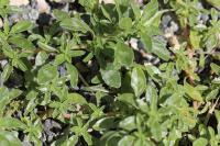 Amaranthus blitoides