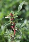 Amaranthus blitoides