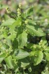 Mercurialis annua