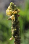 Verbascum densiflorum