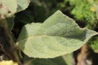 Verbascum densiflorum