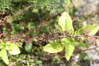 Lipandra polysperma