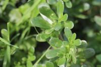Portulaca oleracea