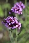Verbena bonariensis