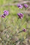 Verbena bonariensis