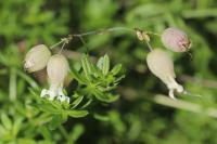 Silene vulgaris