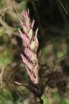 Melampyrum arvense