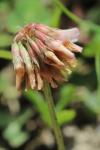Trifolium repens