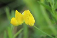 Lathyrus pratensis