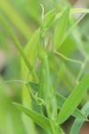 Lathyrus pratensis