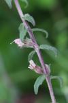 Odontites vernus