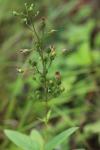 Scrophularia nodosa
