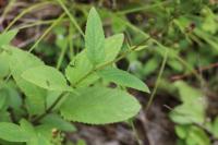 Scrophularia nodosa