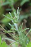 Gnaphalium uliginosum