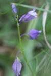 Polygala vulgaris