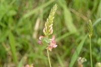 Onobrychis viciifolia