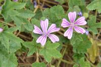 Malva sylvestris
