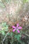 Dianthus armeria