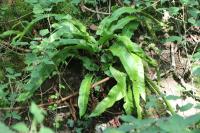Asplenium scolopendrium