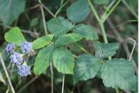 Rubus caesius