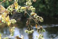 Arctium lappa