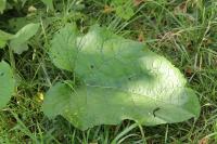 Arctium lappa