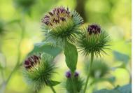 Arctium lappa