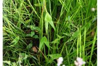 Sagittaria sagittifolia