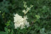 Filipendula ulmaria