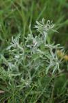 Gnaphalium uliginosum