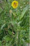 Sonchus asper
