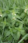 Lamium album
