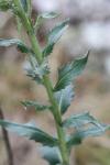 Hieracium laevigatum