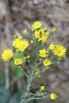Hieracium laevigatum