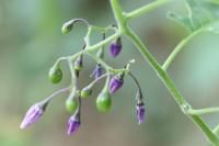 Solanum dulcamara